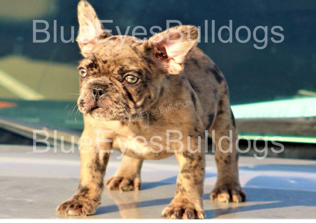 Chocolate merle fawn